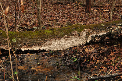 Rotting Tree Fungus