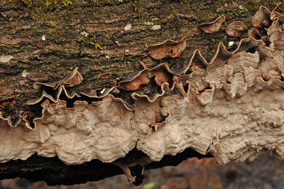Rotting Tree Fungus