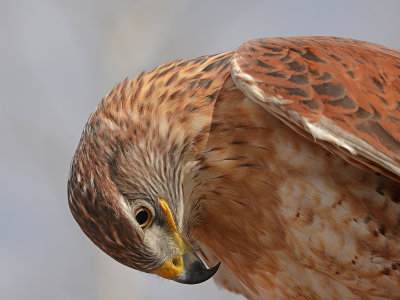 Ferruginous Hawk