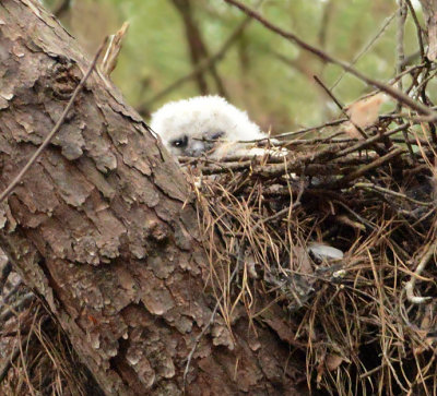 Great Horned Owlet Video 1