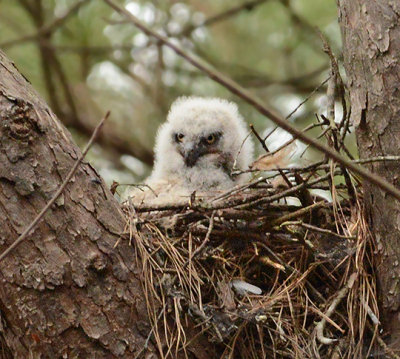 Great Horned Owl Nestling Video 2