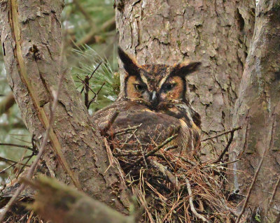 Great Horned Owl