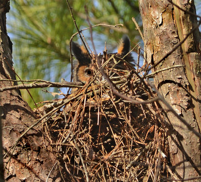 Great Horned Owl