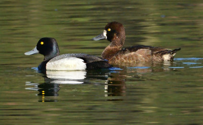 Greater Scaup Pair 