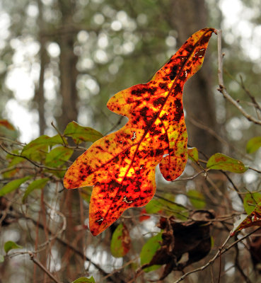 Winter Leaf with Sun Backlighting