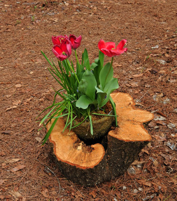 Tulip Arrangement 