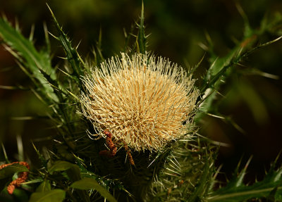 Thistle, Yellow