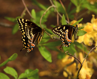 Palamedes Swallowtails