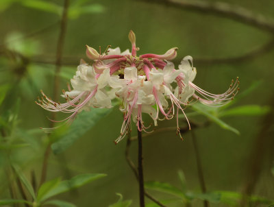 Azalea, Piedmont