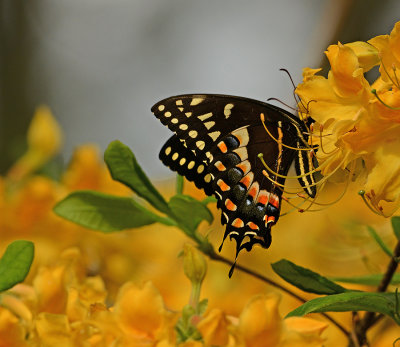 Palamedes Swallowtail 