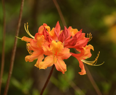 Florida Flame Azalea