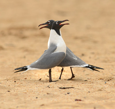 Breeding Adults