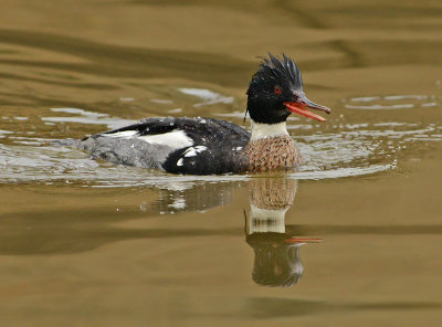 Red-breasted Merganser 