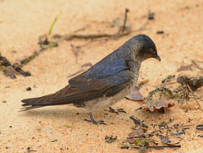 Adult Female