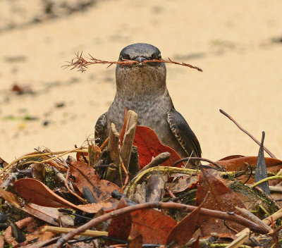 Adult Female 