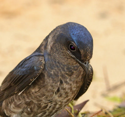 Adult Female Portrait