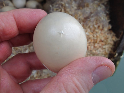 Early Pipping Wood Duck Egg