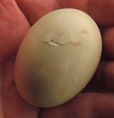 Pipping Wood Duck Egg