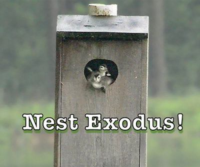 Wood Duckling Nest Box Exit Video