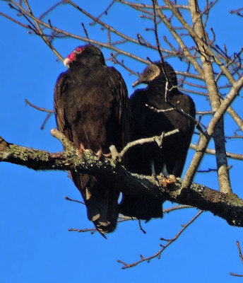 Turkey & Black Vulture Comparison