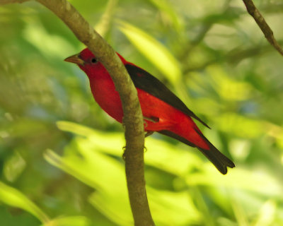 Scarlet Tanager Adult Male