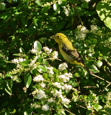 Scarlet Tanager 