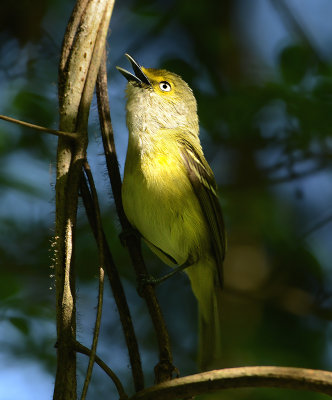 White-eyed Vireo 