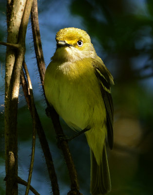 White-eyed Vireo 