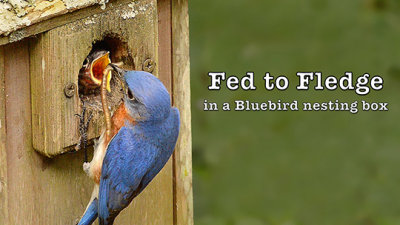 Bluebird Fledglings VIDEO