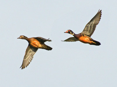 Wood Duck Pair in Flight