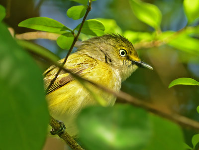 White-eyed Vireo 