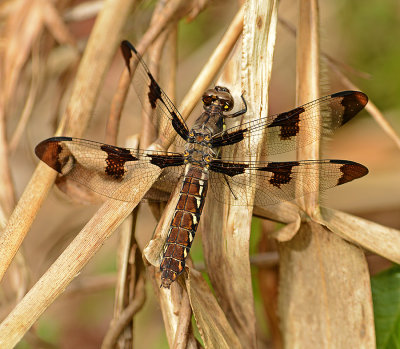 Skimmer Dragonflies: Genus: Plathemis