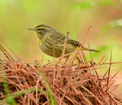 Northern Waterthrush 