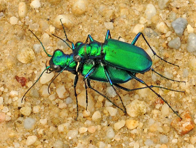 Six-spotted Tiger Beetles