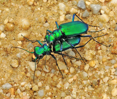 Six -spotted Tiger Beetles