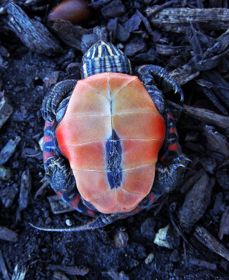 Eastern Painted Turtle  Juvenile 