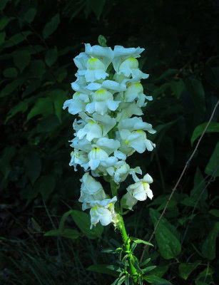 Unknown White Flower 