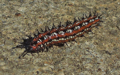 Variegated Fritillary Caterpillar Lateral