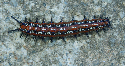 Variegated Fritillary Caterpillar Dorsal 