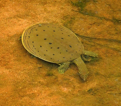 Eastern Spiny Softshell Turtle VIDEO