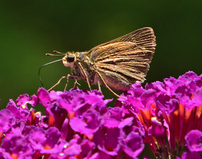 Least Skipper