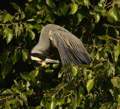 Adult Preening in Tree