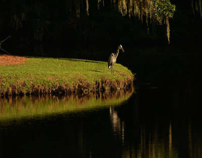 Adult in Peaceful Lagoon