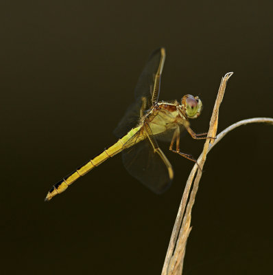 Needham's Skimmer (Female) (lateral view)