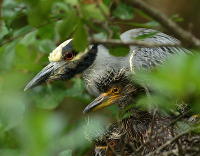 Adult Yellow-crowned Night Heron and Chicks