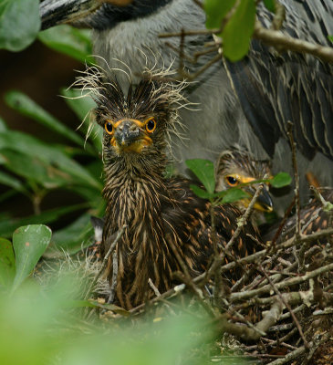 Chick Standing up in Nest