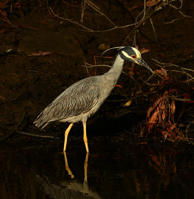 Breeding Adult