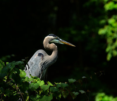 Mature Adult