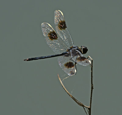 Four-spotted Pennant 