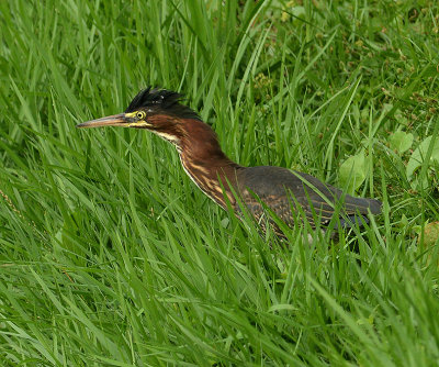 Juvenile